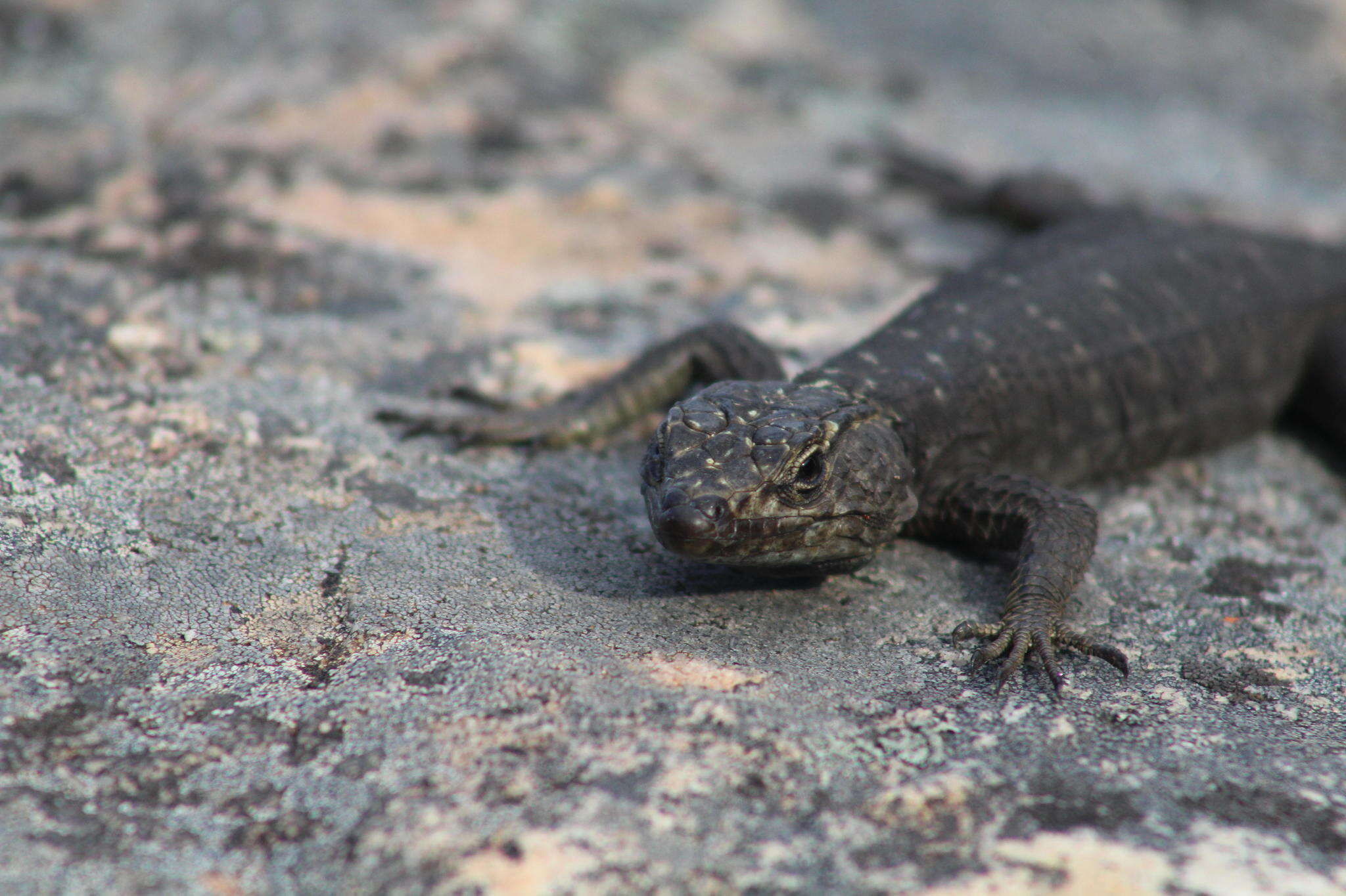 Image of False girdled lizards