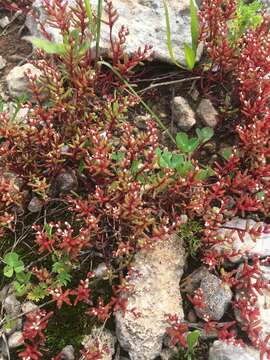 Image of Sedum microcarpum (Sibth. & Sm.) S. Schönland