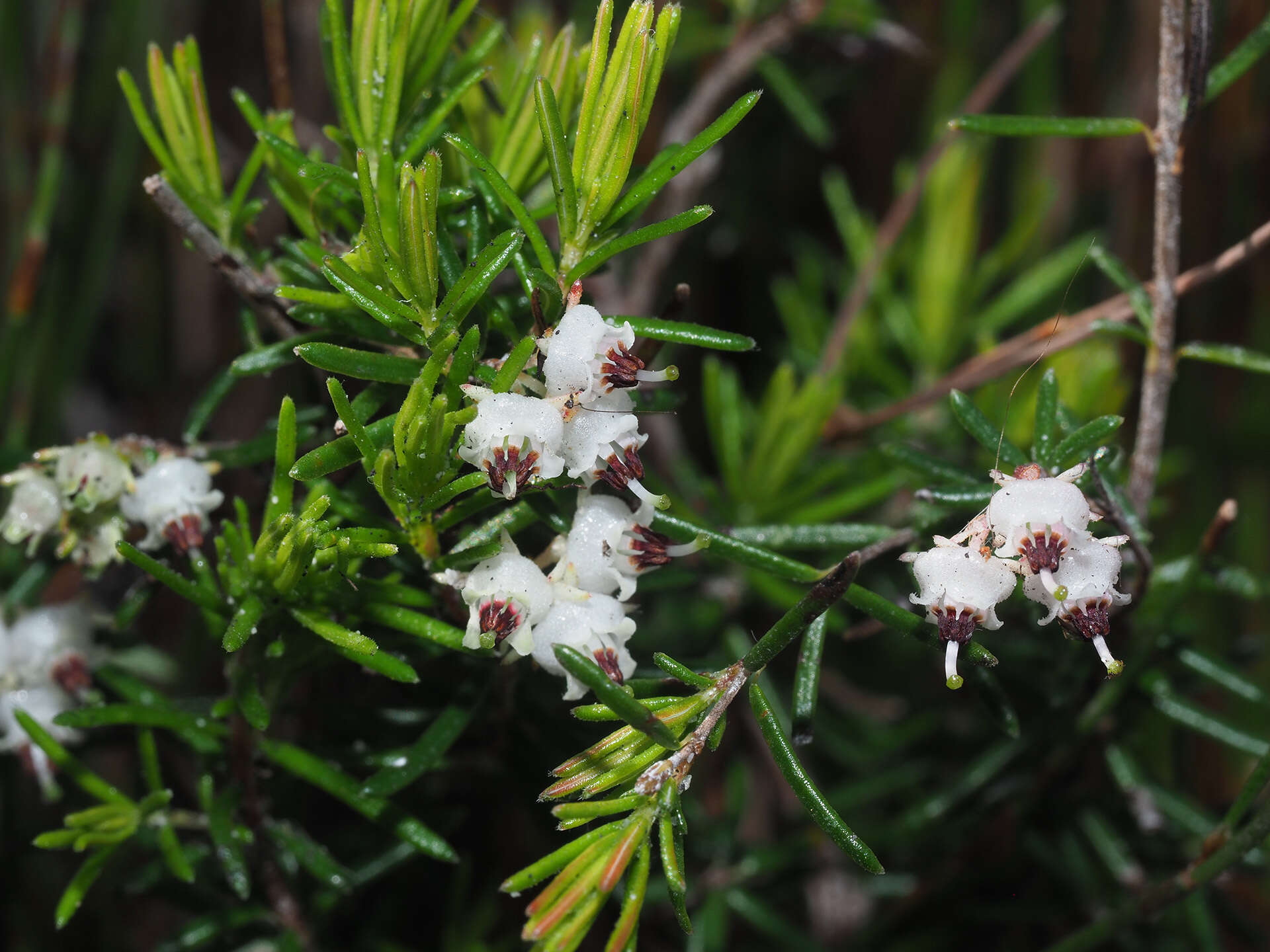 Image of Blunt Heath