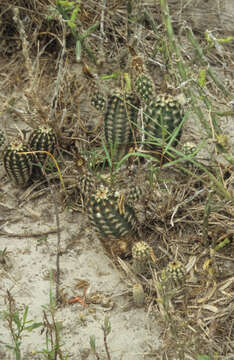 Image of Echinocereus fitchii subsp. albertii