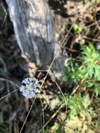 Imagem de Trachymene procumbens (F. Müll.) Benth.