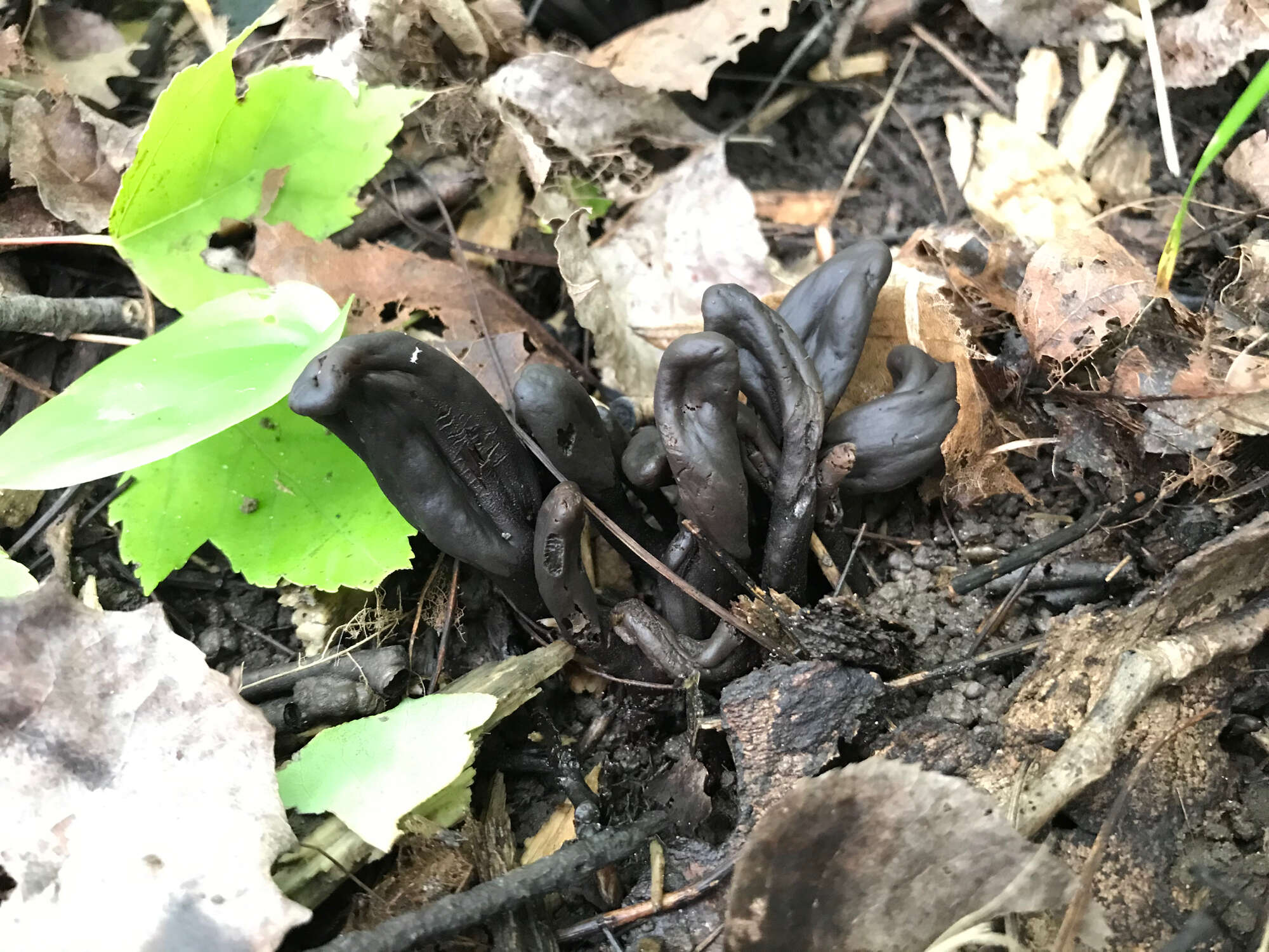 Image of Dark purple earth tongue