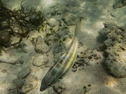 Image of Three-striped whiptail