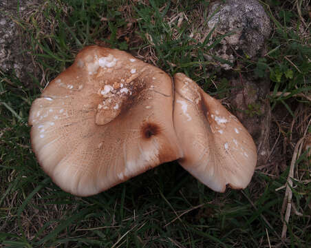 Image of Cyclocybe parasitica (G. Stev.) Vizzini 2014