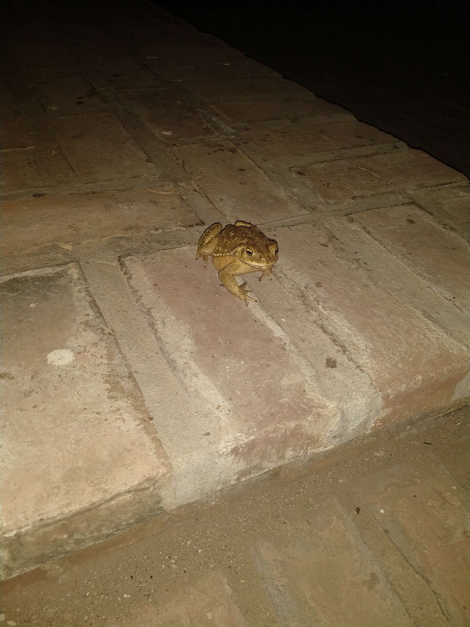 Image of Argentine toad