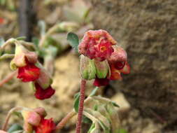 Hermannia ternifolia C. Presl的圖片