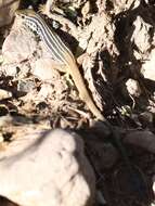 Image of Rusty-rumped Whiptail