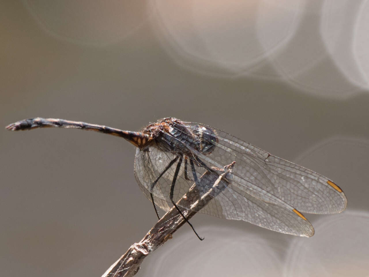 Слика од Trithemis aconita Lieftinck 1969