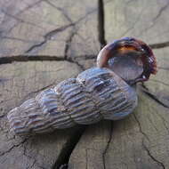 Image of truncated mangrove snail