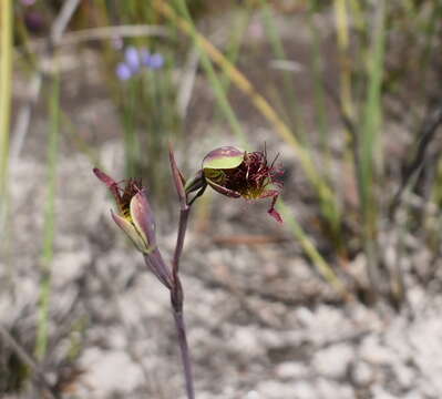 Calochilus paludosus R. Br.的圖片