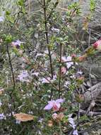 Image of island boronia