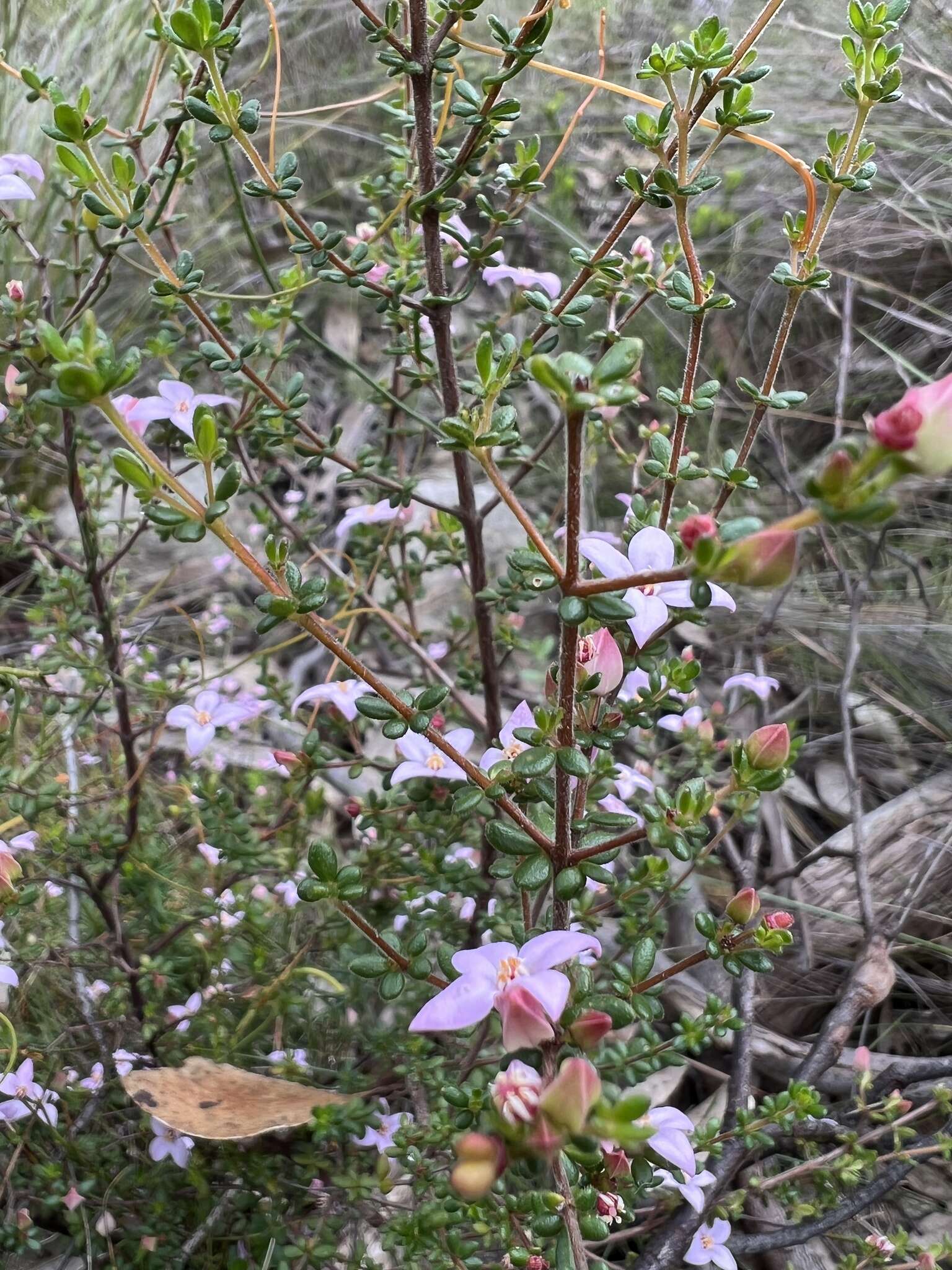 Image of island boronia