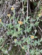 Image of Helichrysum lepidissimum S. Moore