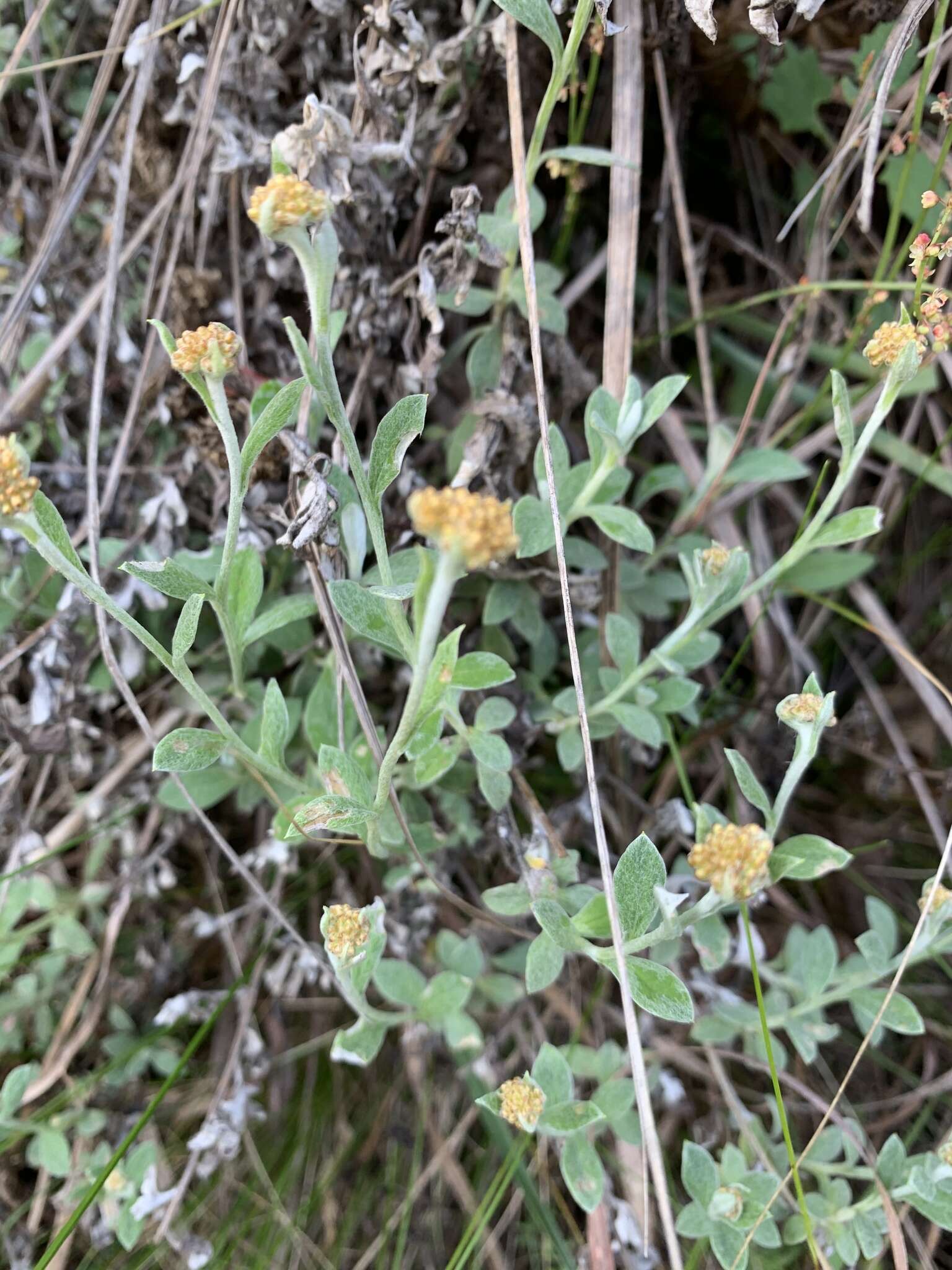 Слика од Helichrysum lepidissimum S. Moore