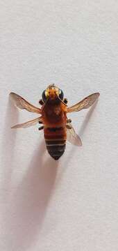 Megachile lanata (Fabricius 1775) resmi