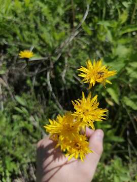 Слика од Leontodon hispidus subsp. hastilis (L.) Corb.