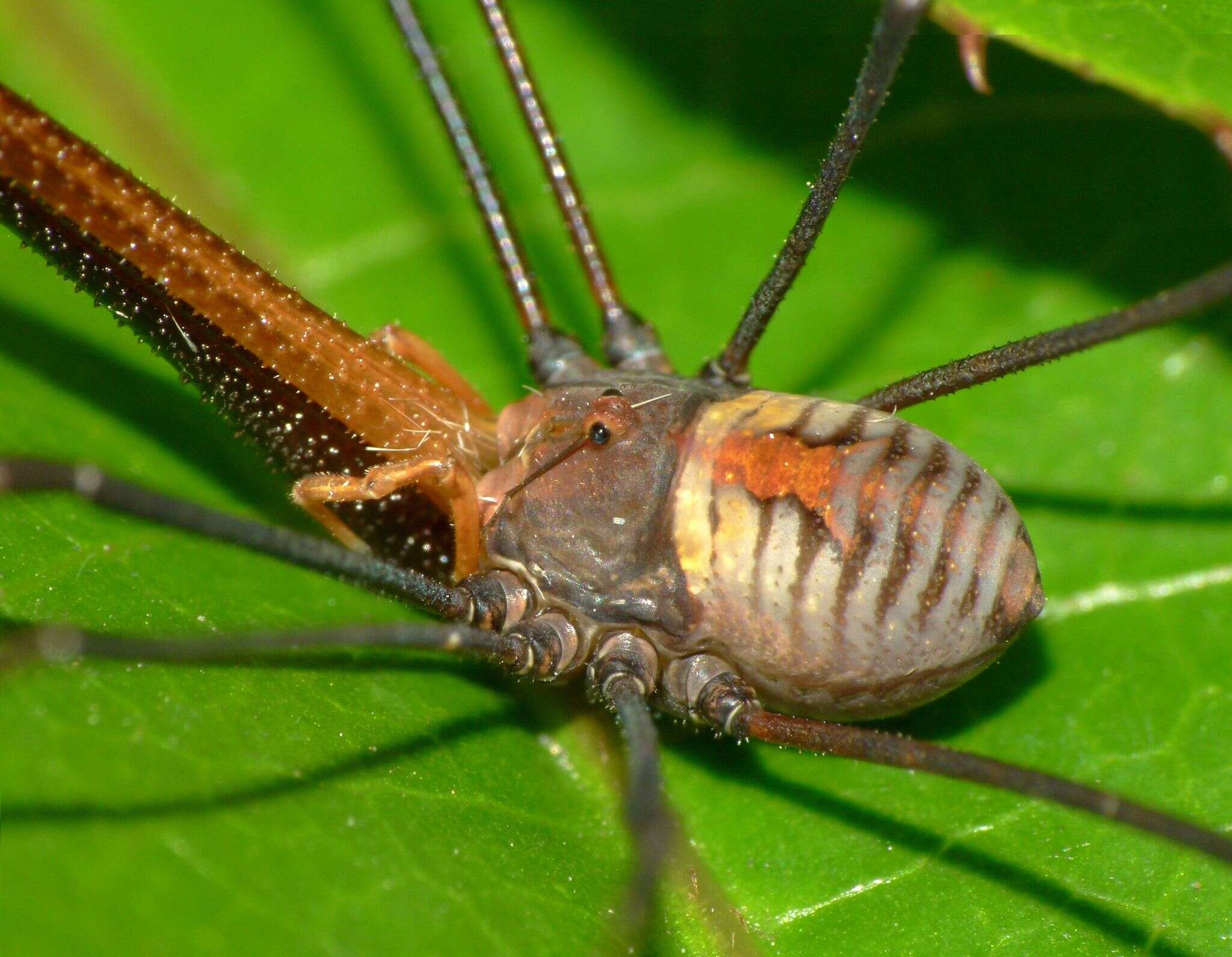 Image of <i>Pantopsalis coronata</i>