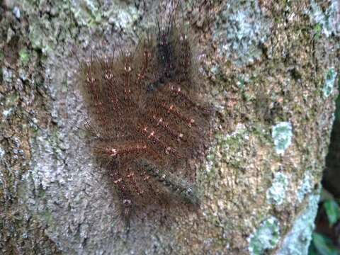 Image of Lonomia obliqua Walker 1855