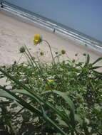 Image of Texas sunflower