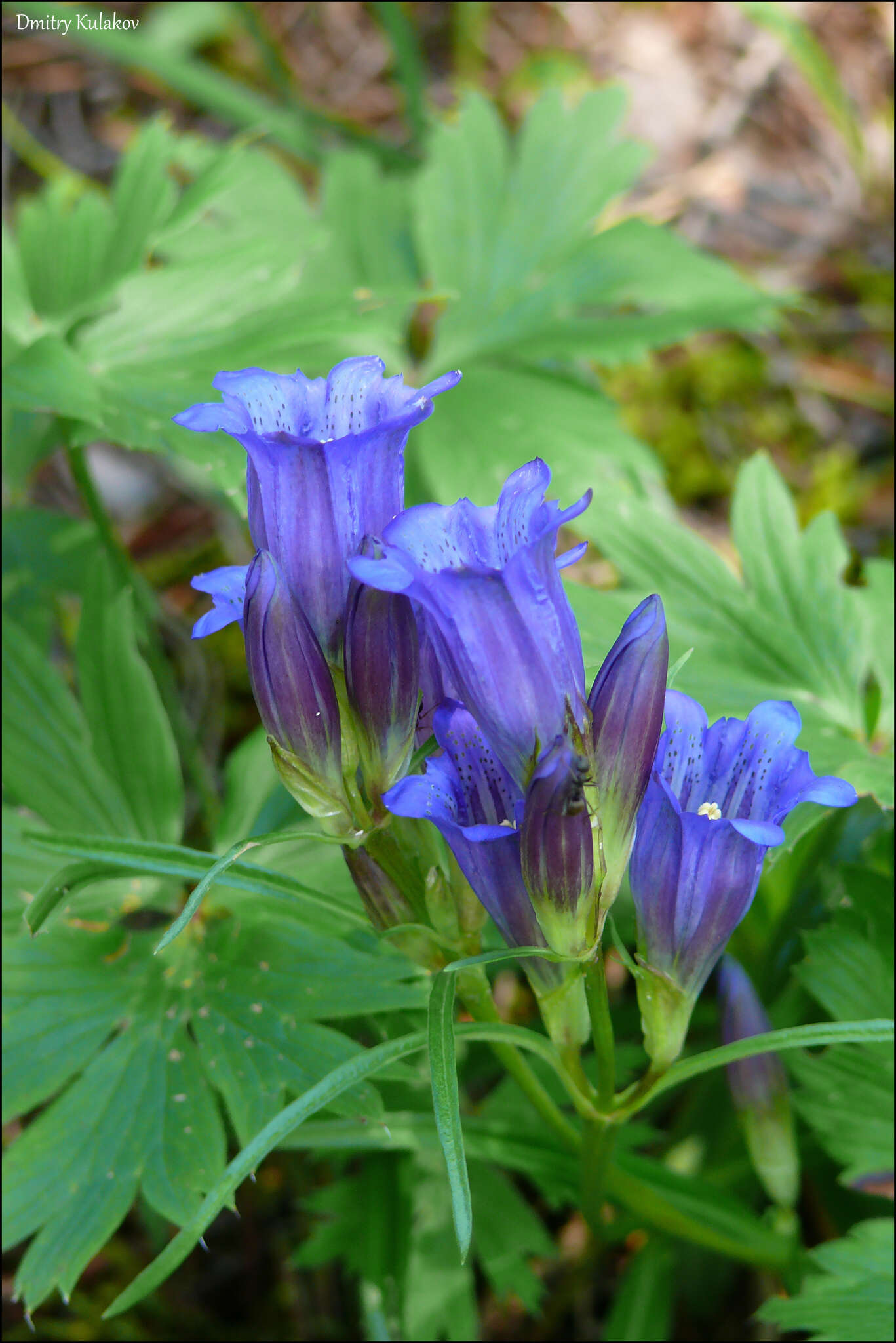 Image of Gentiana triflora Pall.