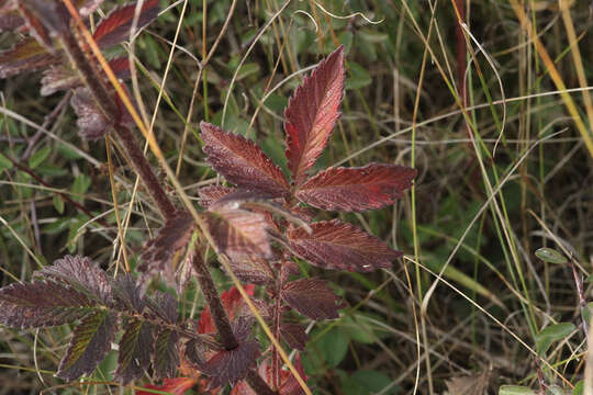 Agrimonia eupatoria subsp. eupatoria的圖片