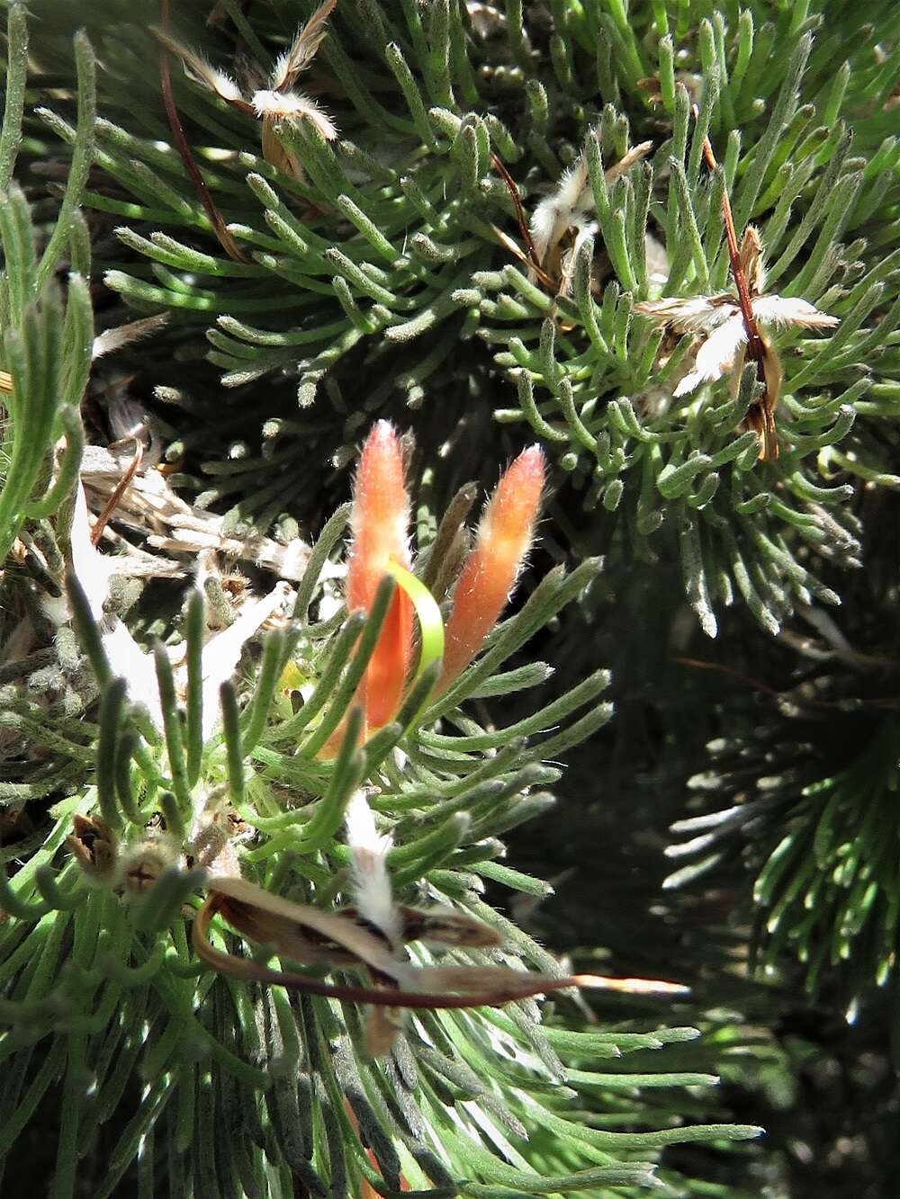 Image of Adenanthos sericeus Labill.