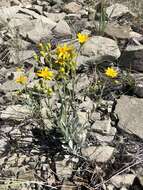 Image of woolly groundsel