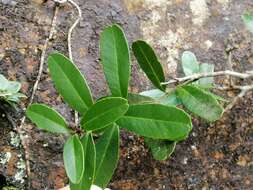 Atalantia buxifolia (Poir.) Oliv. resmi