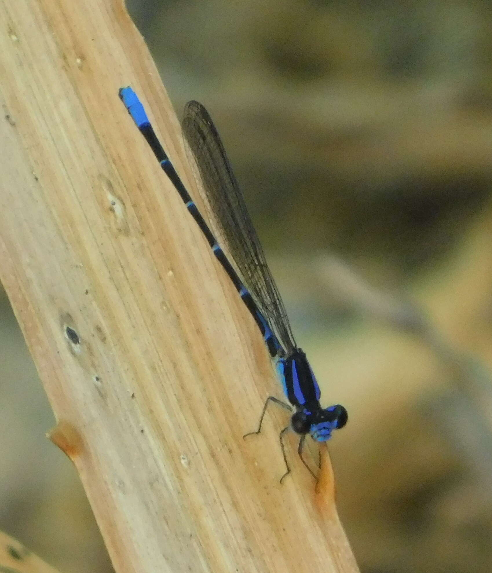 Image of Argia oculata Hagen ex Selys 1865