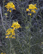 Image of Erysimum suffrutescens (Abrams) Rossbach