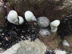 Image of Littoraria flava (P. P. King 1832)