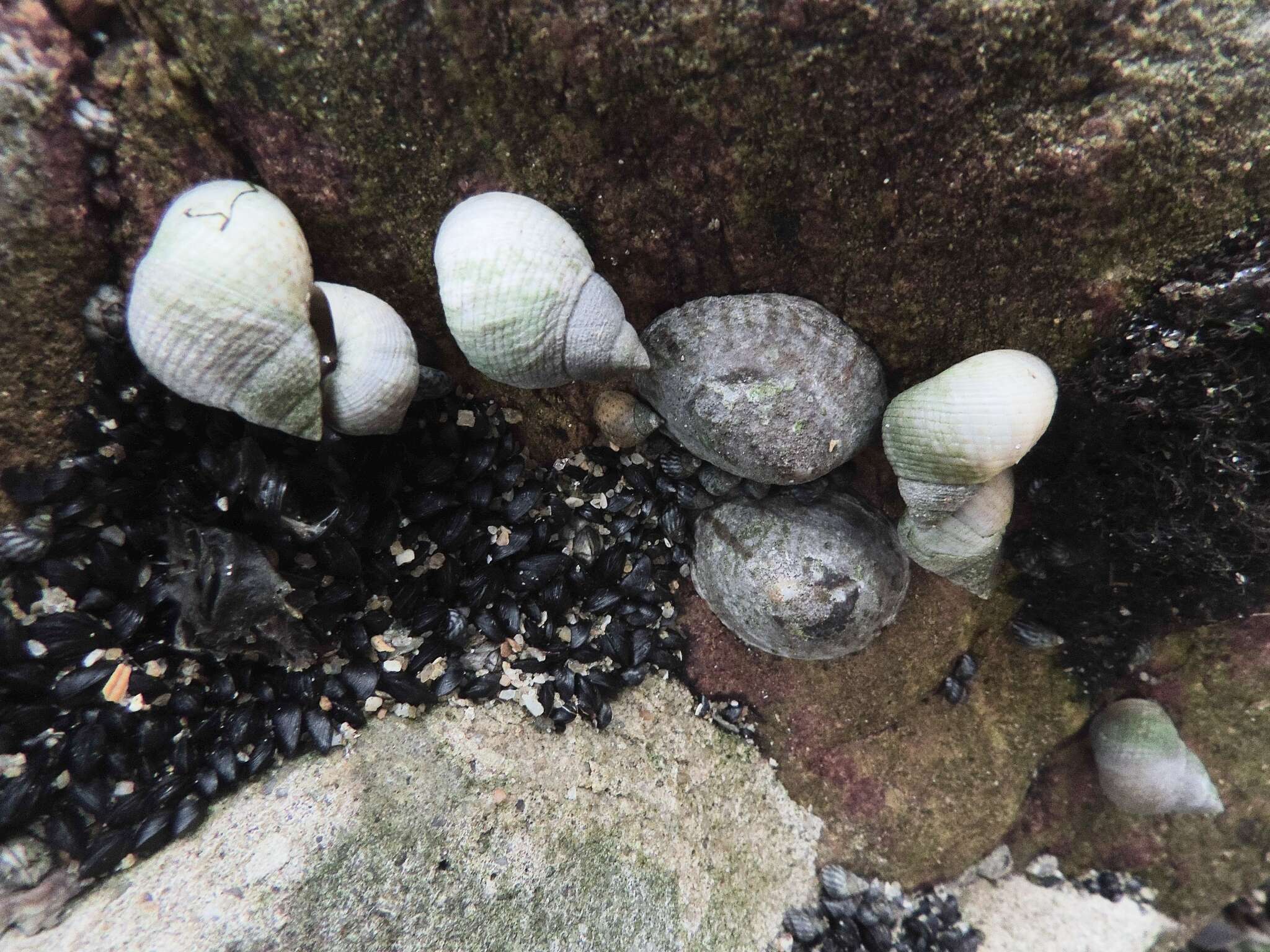 Image of Littoraria flava (P. P. King 1832)