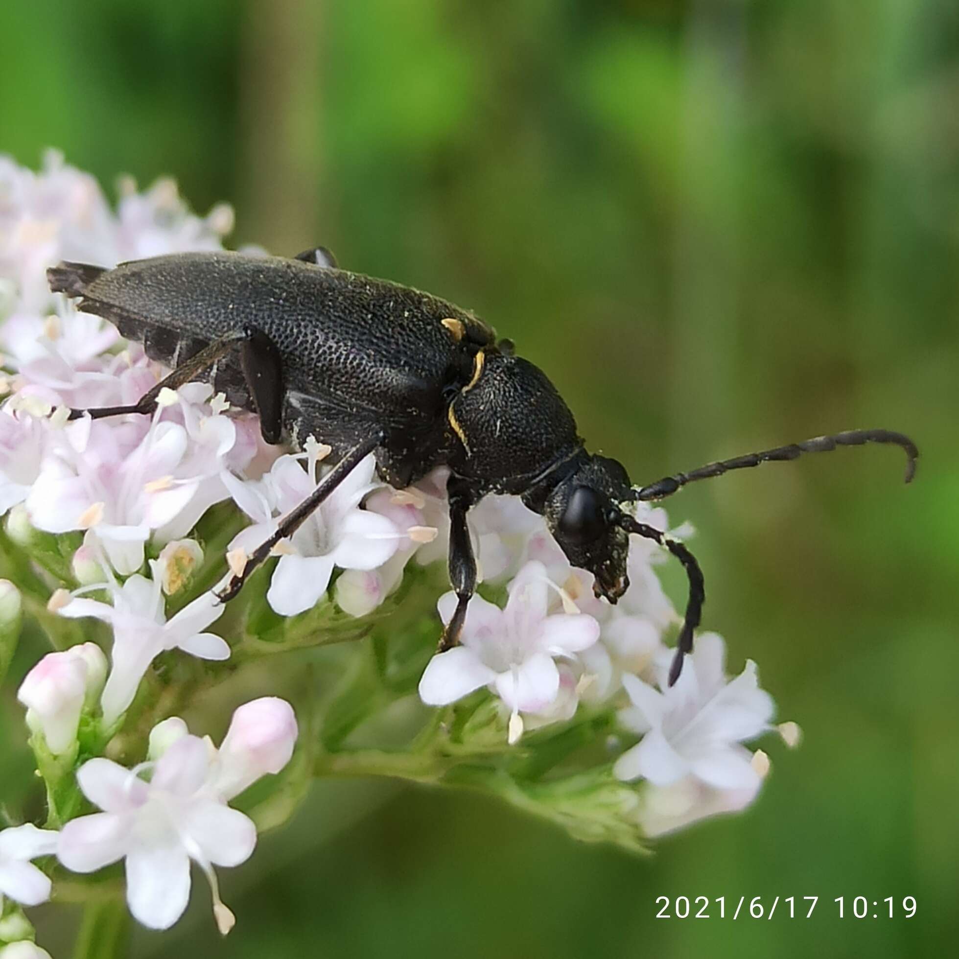 Imagem de Stictoleptura scutellata (Fabricius 1781)