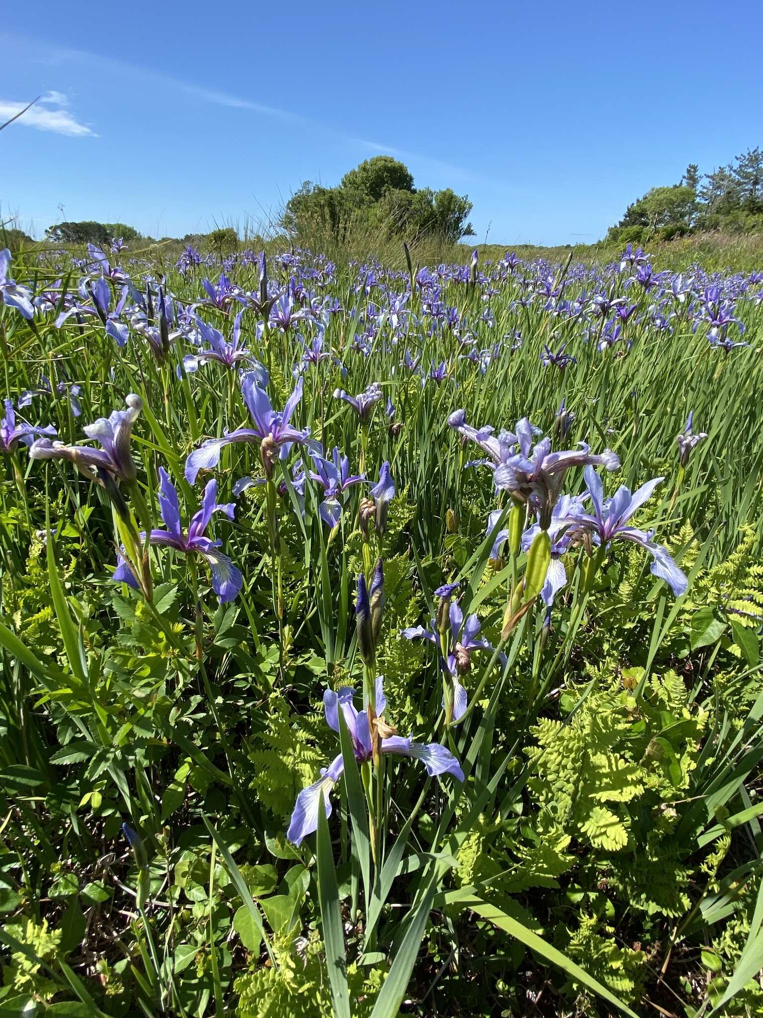 Image de Iris prismatica Pursh