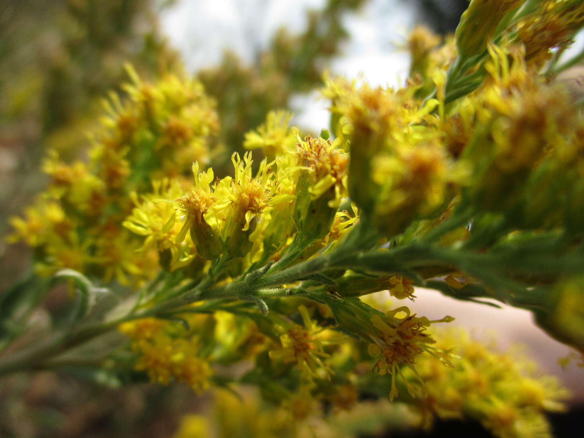 Sivun Solidago velutina DC. kuva