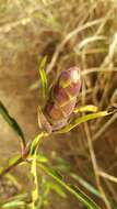 Imagem de Barleria lupulina Lindl.