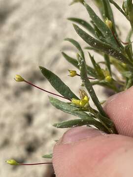 Image of salty buckwheat