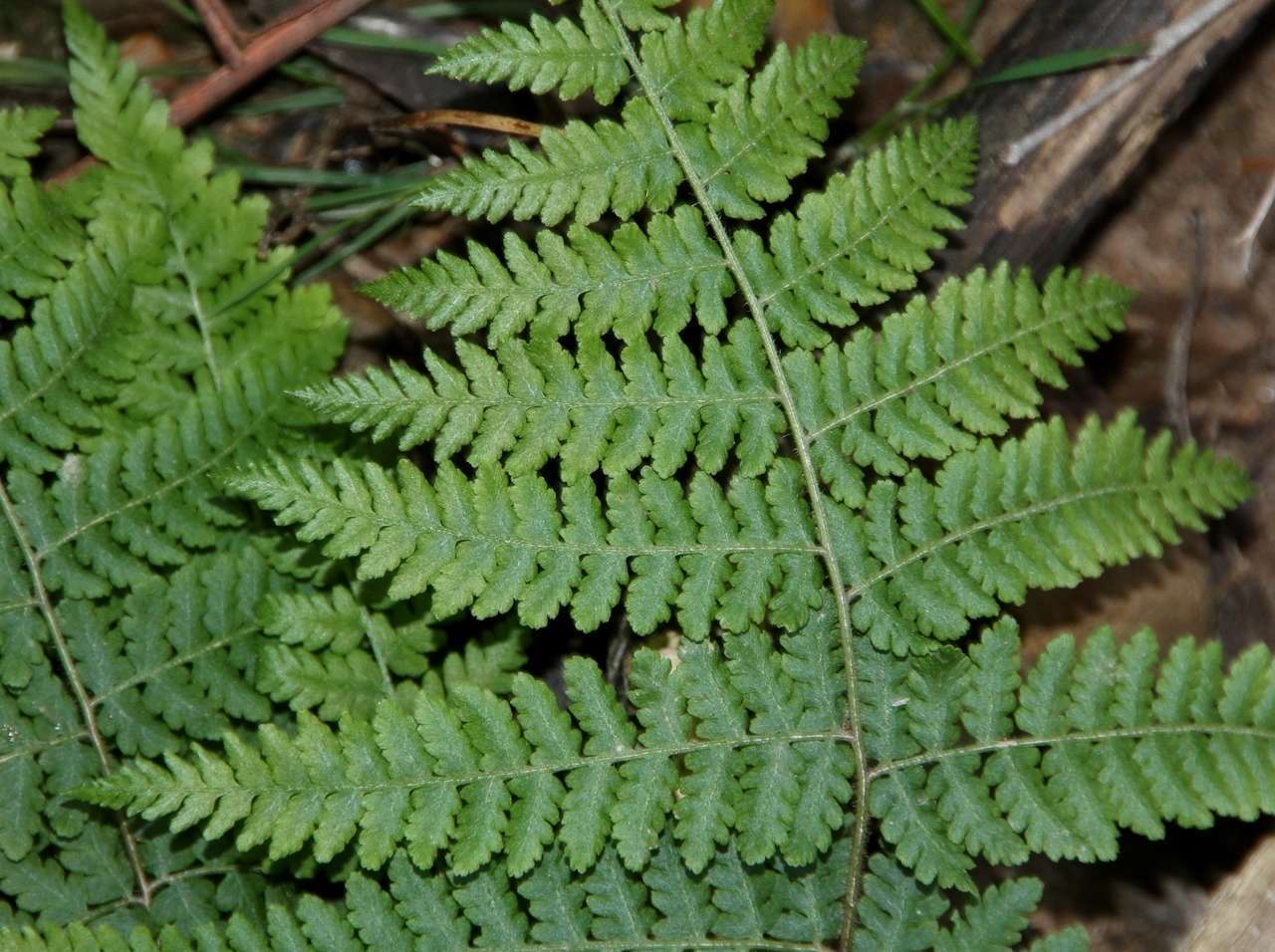 Image of Common Ground Fern