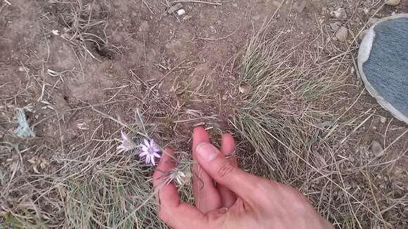 Xeranthemum annuum L. resmi