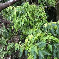 Image of Acer oblongum Wall. ex DC.