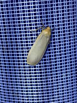 Image of buff footman