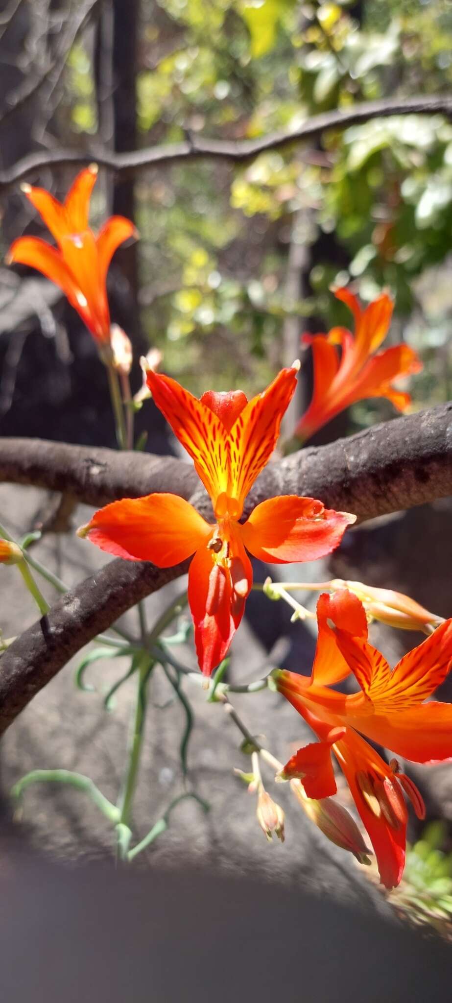 Image of Alstroemeria ligtu subsp. simsii (Spreng.) Ehr. Bayer