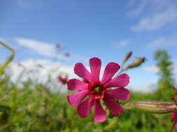 Plancia ëd Silene ornata Ait.