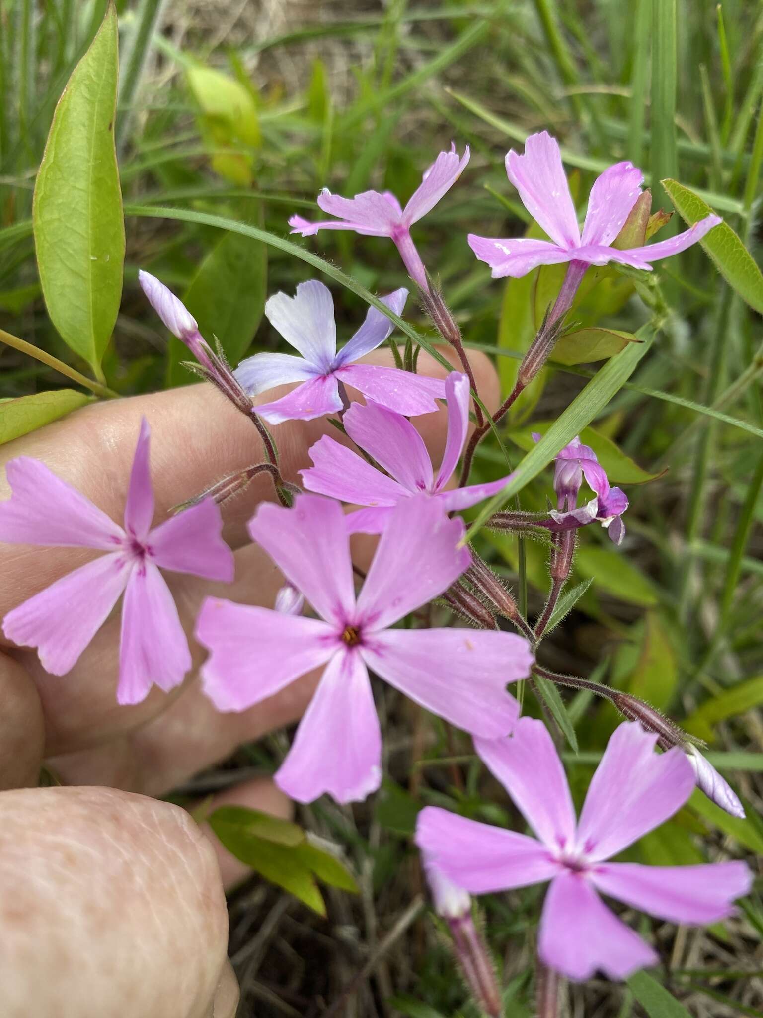 Image of trailing phlox