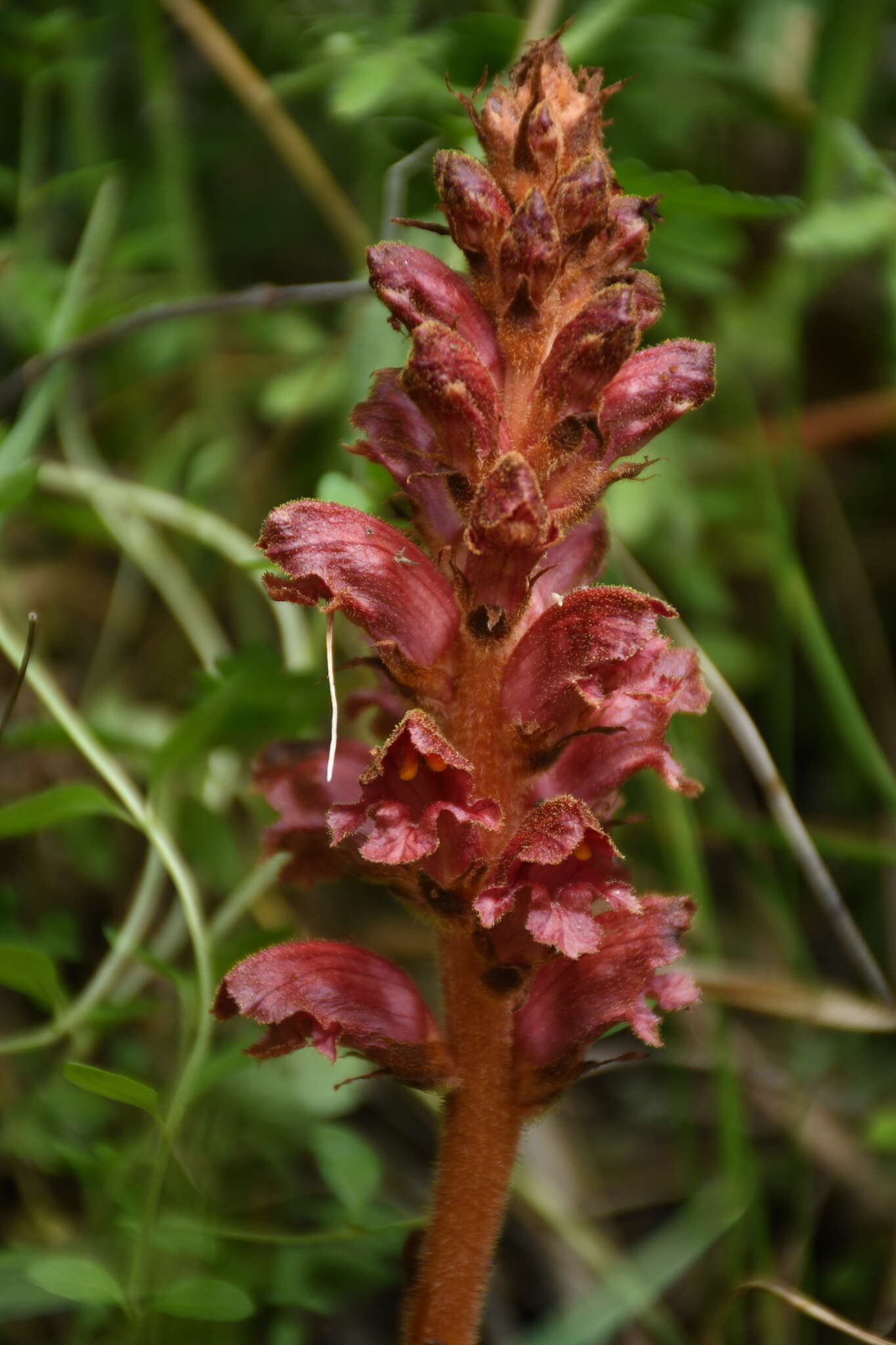 Image of Orobanche gracilis Sm.