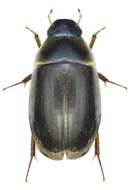 Слика од Enochrus (Lumetus) fuscipennis (Thomson & C. G. 1884)