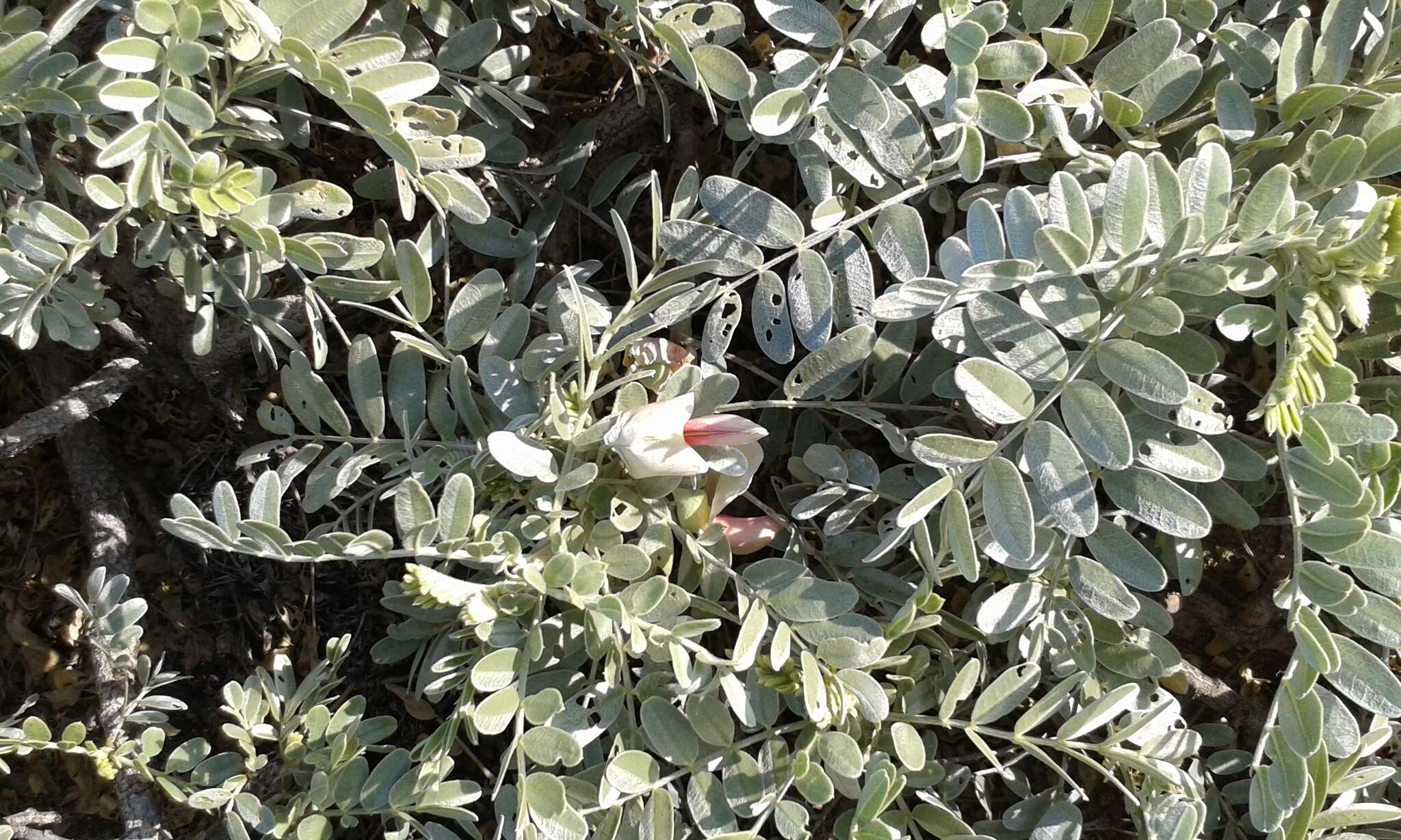 Image of Oahu riverhemp