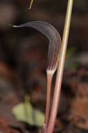 Image of Arisaema murrayi var. sahyadricum (S. R. Yadav, K. S. Patil & Bachulkar) M. R. Almeida