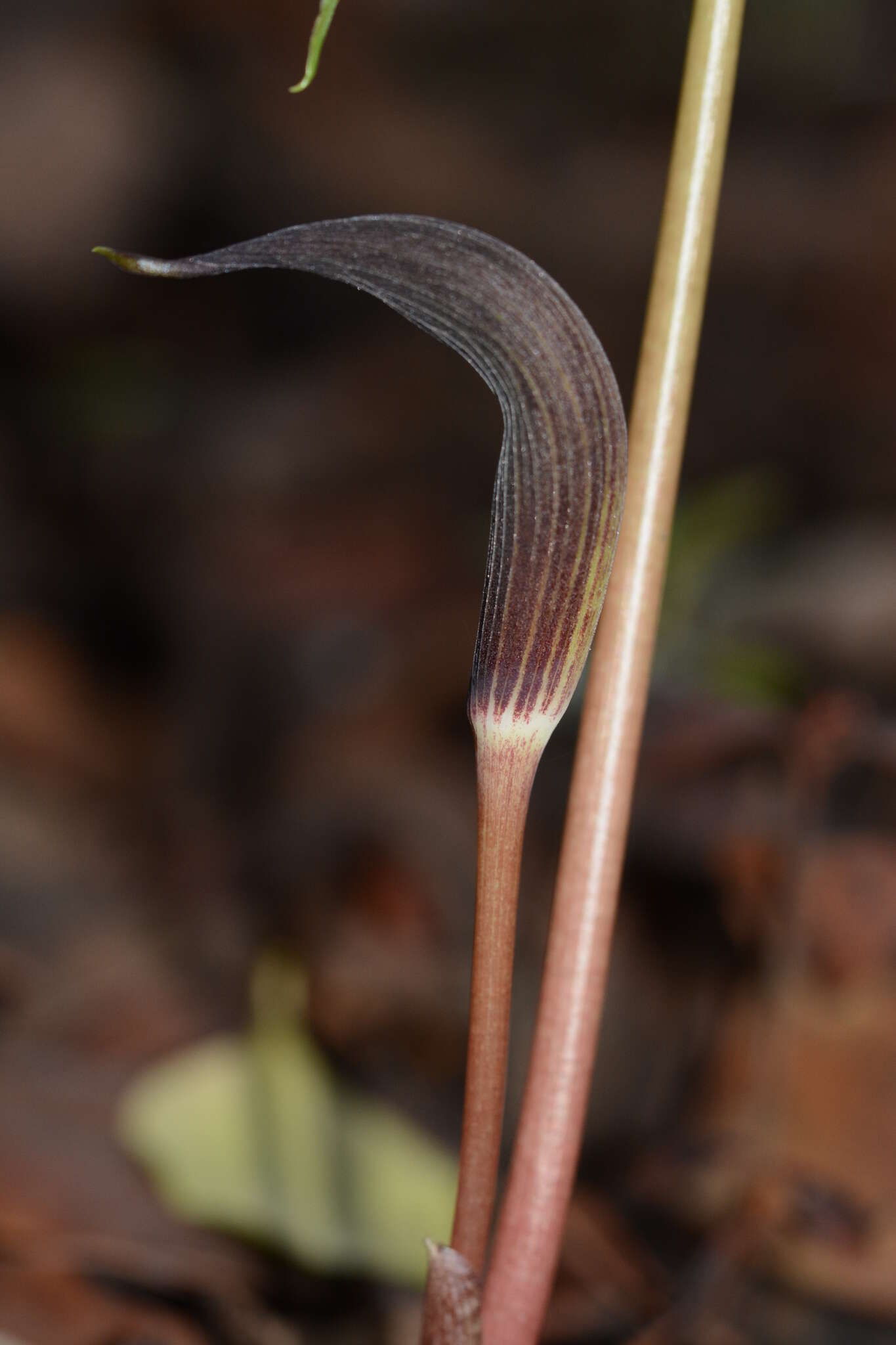 Arisaema murrayi var. sahyadricum (S. R. Yadav, K. S. Patil & Bachulkar) M. R. Almeida的圖片