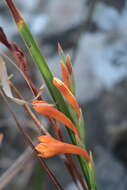 Image of Watsonia bachmannii L. Bolus